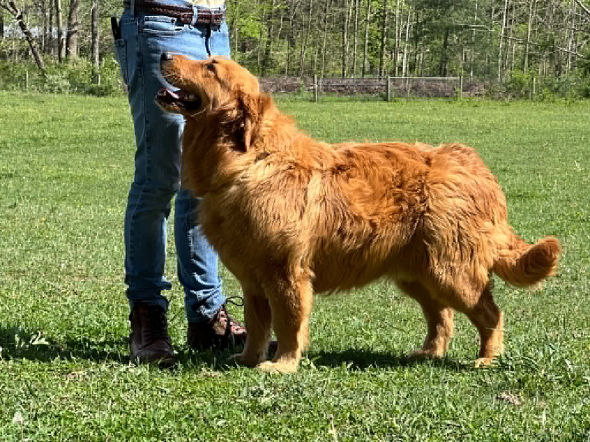 A portrait of Ziconic who is a purebred Golden Retriever sire.