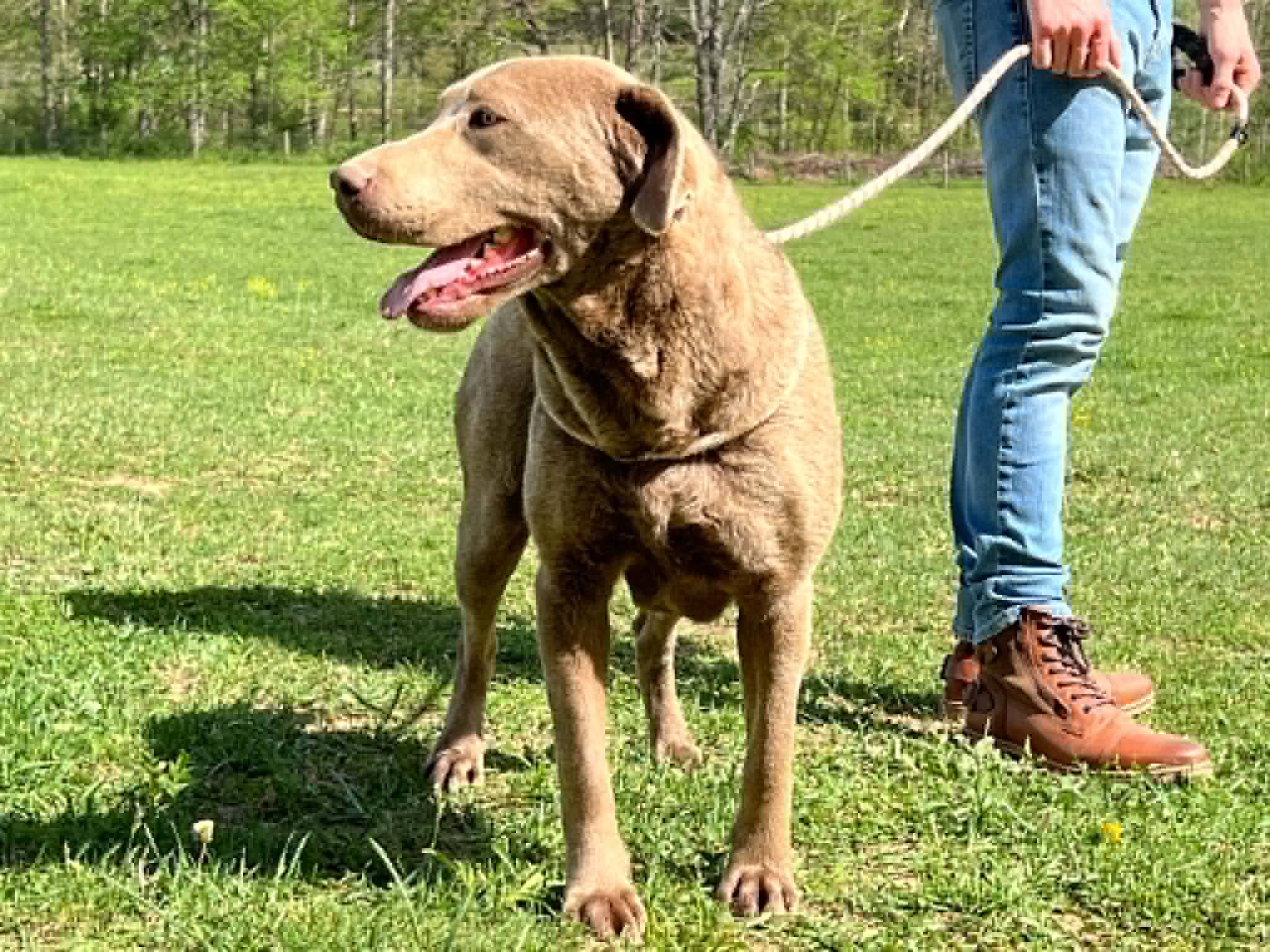 A portrait photograph of Zkara who is a purebred silver Labrador Retriever female.