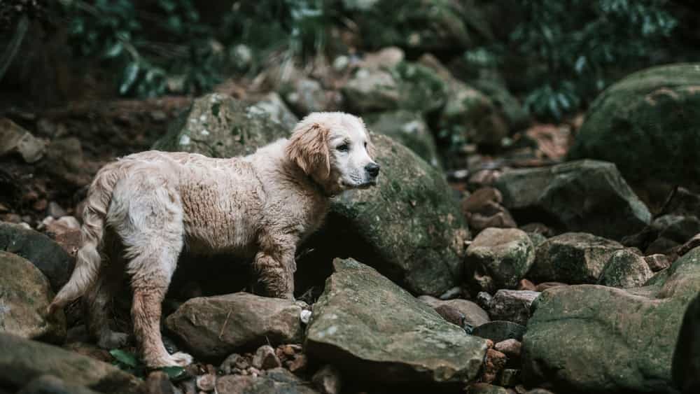 An abandoned and neglected six month old Golden Retriever with a matted fur coat that's covered in mud searching for shelter deep in the forests.