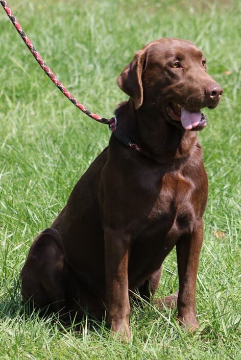 An adult chocolate Labrador Retriever male sitting upright in a grass field.