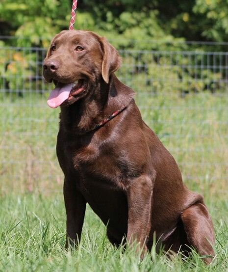 A portrait of a chocolate Labrador Retriever adult dog.