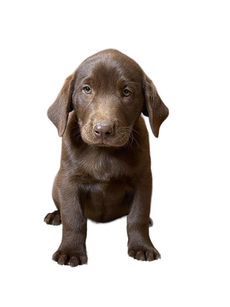 A purebred chocolate labrador retriever puppy.