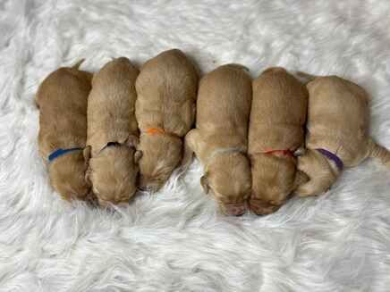 A litter of one week old Golden Retriever puppies together on a white faux fur carpet.