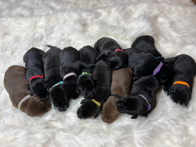 A litter of chocolate and black one week old Labrador Retriever puppies together on a white faux fur carpet.