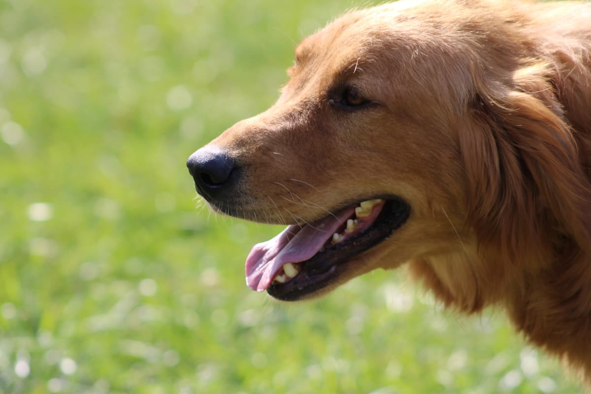 A portrait of a Golden Retriever adult dog with grass in the background.