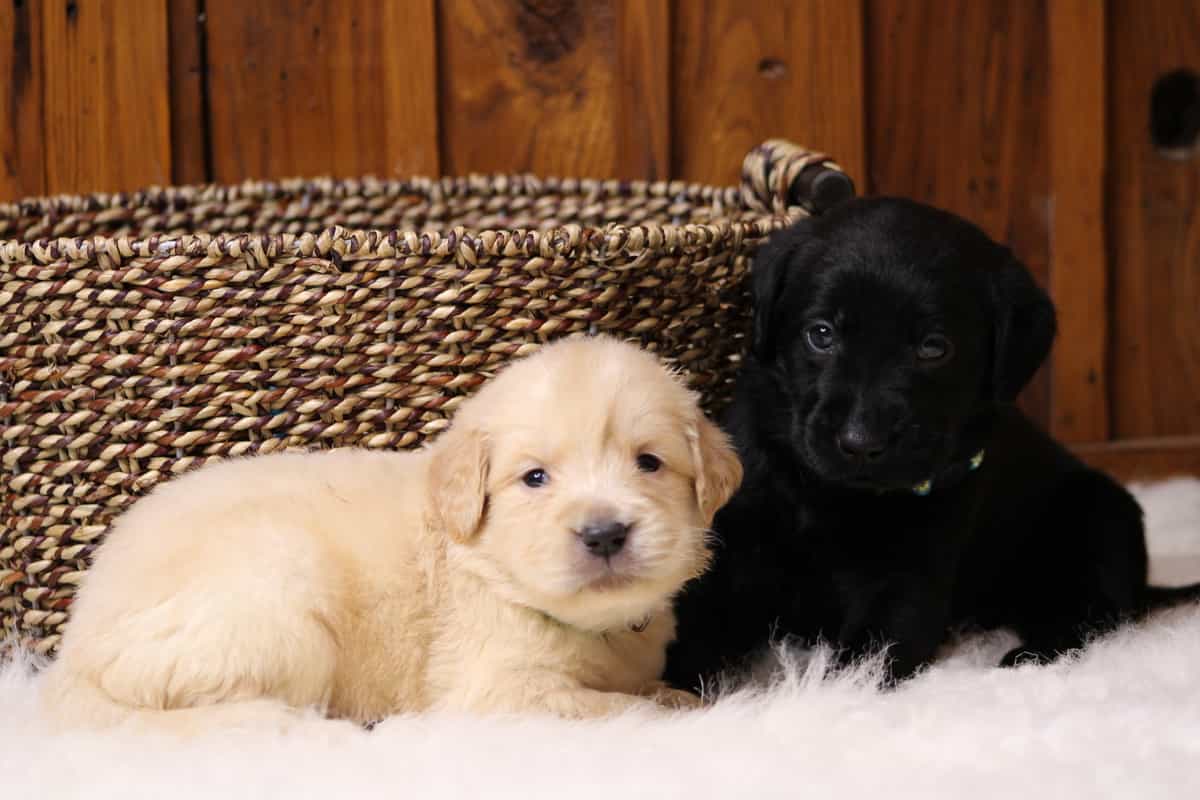 An eight week old light  Golden Retriever and black Labrador Retriever puppy sitting besides a weaved basket.