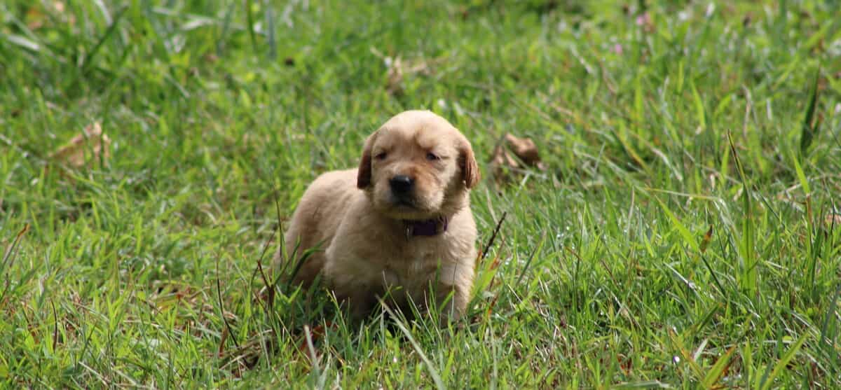 A Golden Retriever puppy standing in a grass paddock.