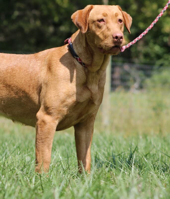 An adult fox red Labrador Retriever dog.