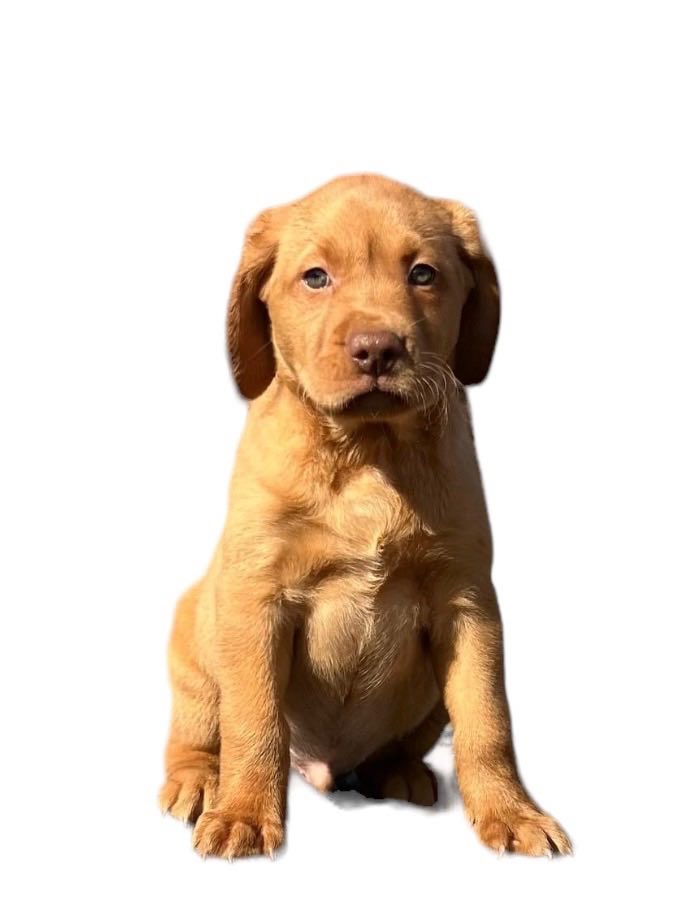 A purebred fox red labrador retriever puppy.