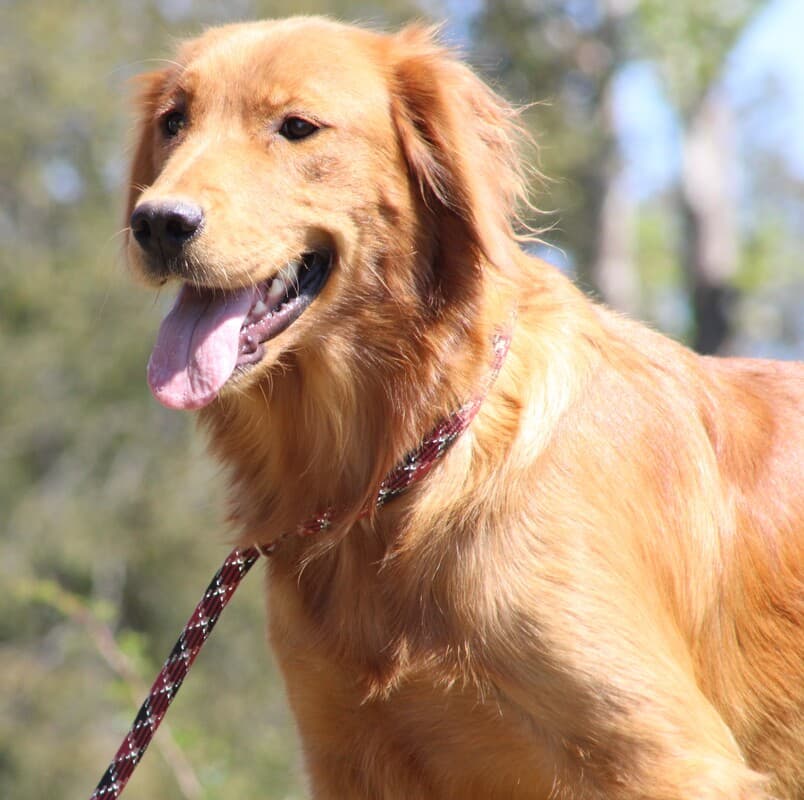 A portrait of an adult Golden Retriever dog.