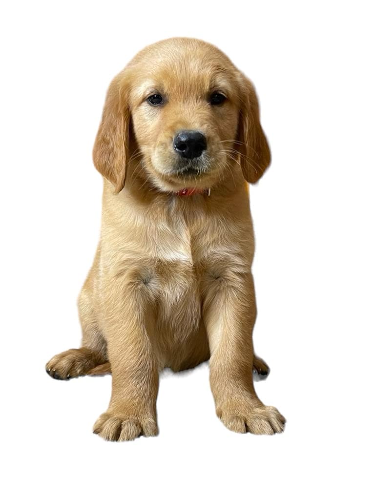 A purebred golden retriever puppy.