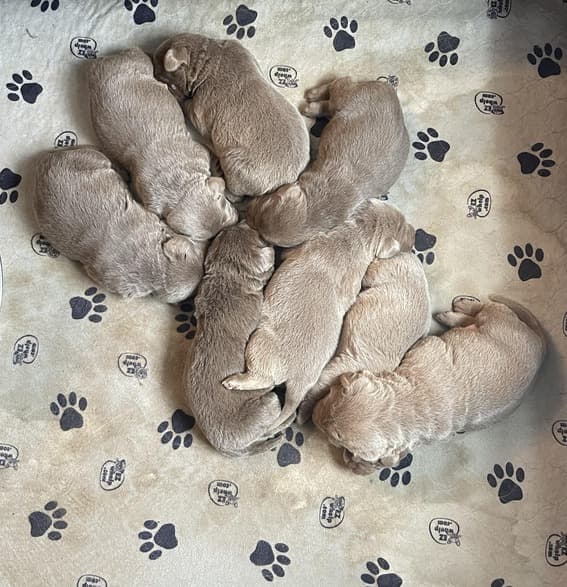A new born litter of silver Labrador Retriever puppies grouped together while sleeping