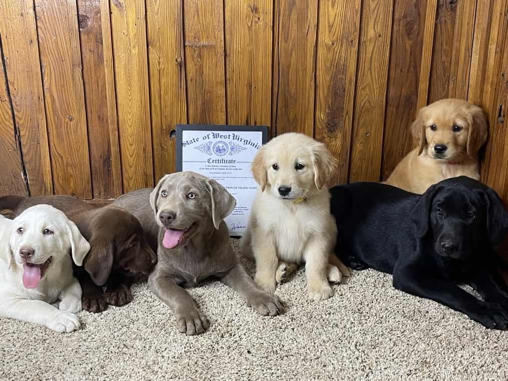 Several labrador retrievers and golden retrievers of chocolate, silver, black, yellow, gold, and dark gold colors laying besides Sunstriders Kennel's framed business license and registration.
