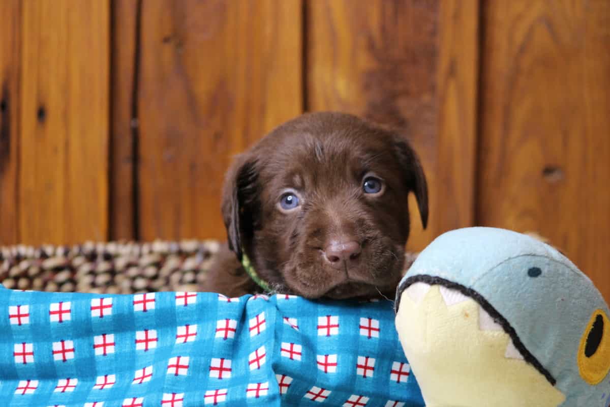 A chocolate Labrador Retriever puppy having her picture taken in front of a woven basket and blue patterned table cloth.