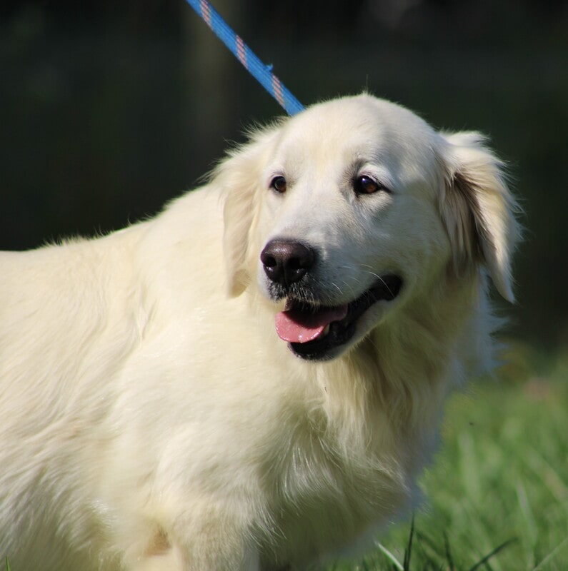A portrait of a purebred Russian Cream Golden Retriever adult dog.