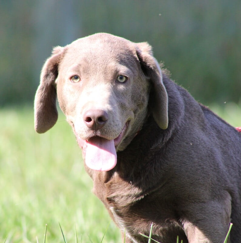 An adult silver Labrador Retriever dog.