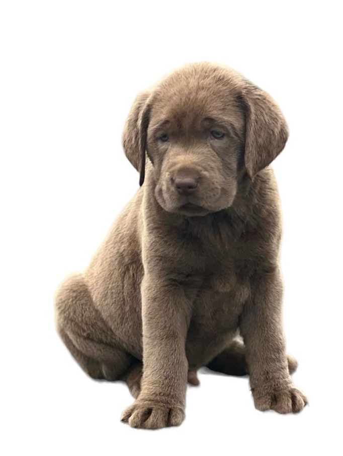 A purebred silver labrador retriever puppy.