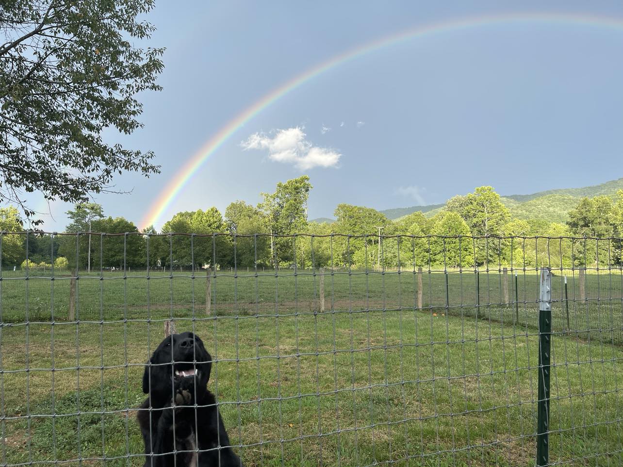 A smiling black Labrador Retriever adult standing on a paddock fence line with a rainbow overcasting a clear blue sky with forested mountains as the backdrop.